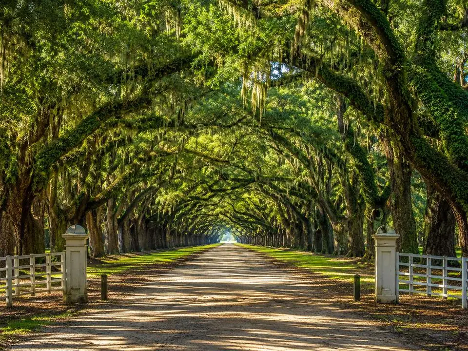Die 2,4 Kilometer lange Allee aus Virginia-Eichen im Wormsloe Historic Site nahe Savannah