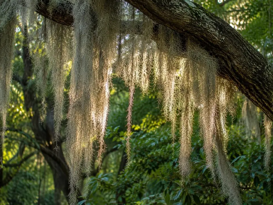 Louisianamoos, das von den Virginia-Eichen entlang der Wormsloe-Allee herabhängt