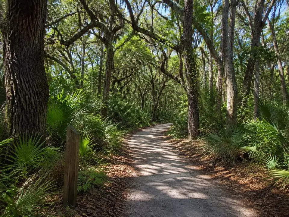 Ein Naturpfad durch den Küstenwald im Wormsloe Historic Site